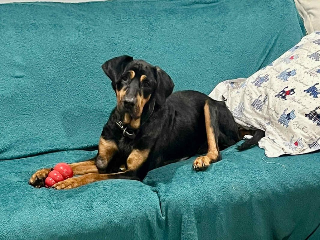 Maya - Chien à adopter - photo 5