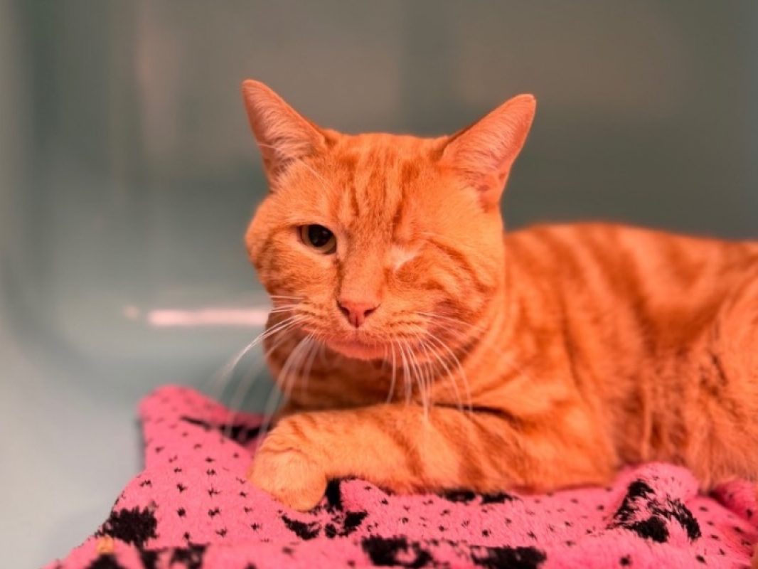 Gus - Chat Européen à adopter