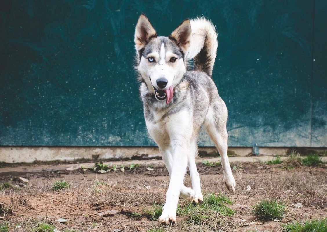 Ace - Chien Husky Sibérien à adopter