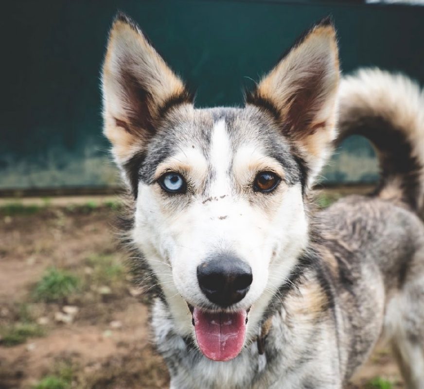 Ace - Chien Husky Sibérien à adopter - photo 2