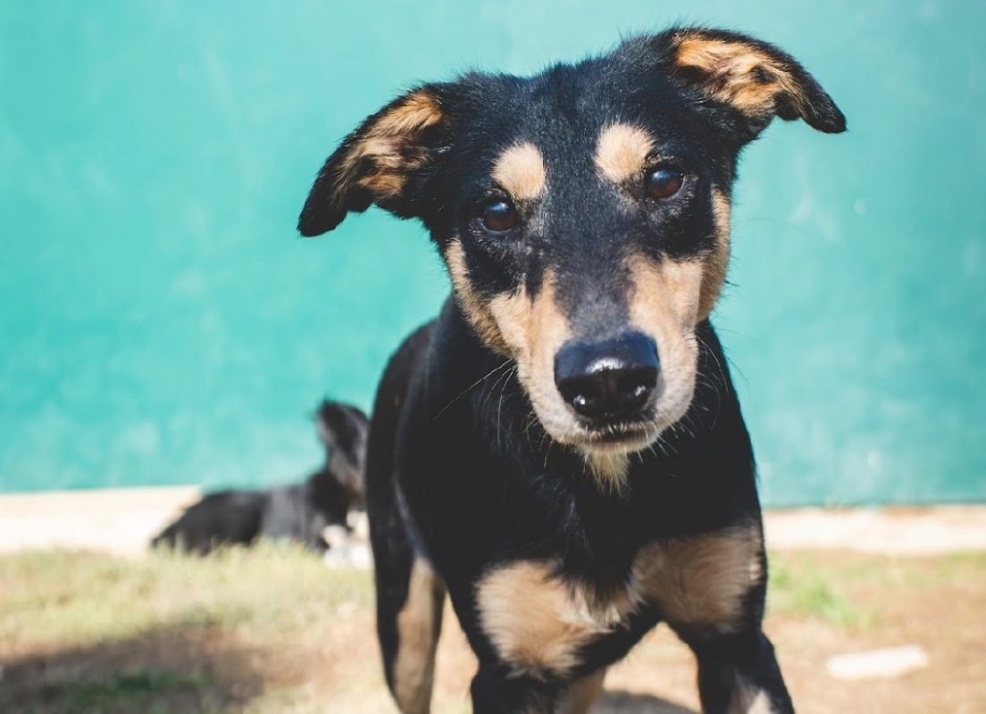Rusty - Chien Berger à adopter