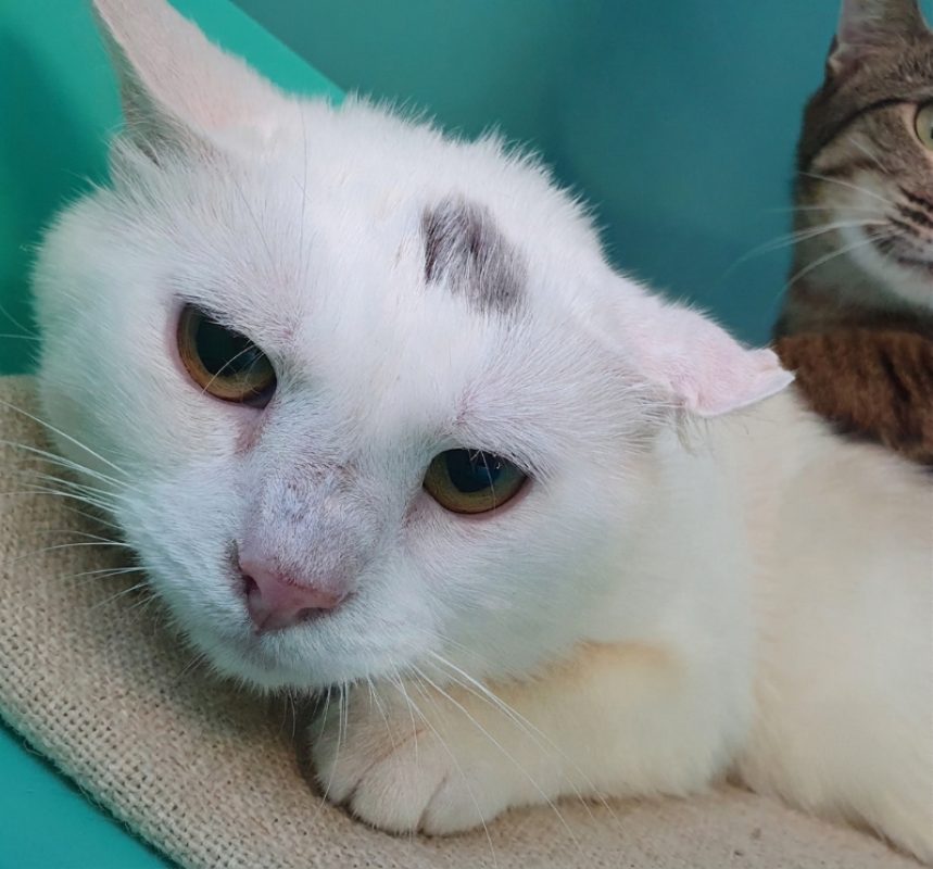 Ouistiti rÉservÉ - Chat Européen à adopter