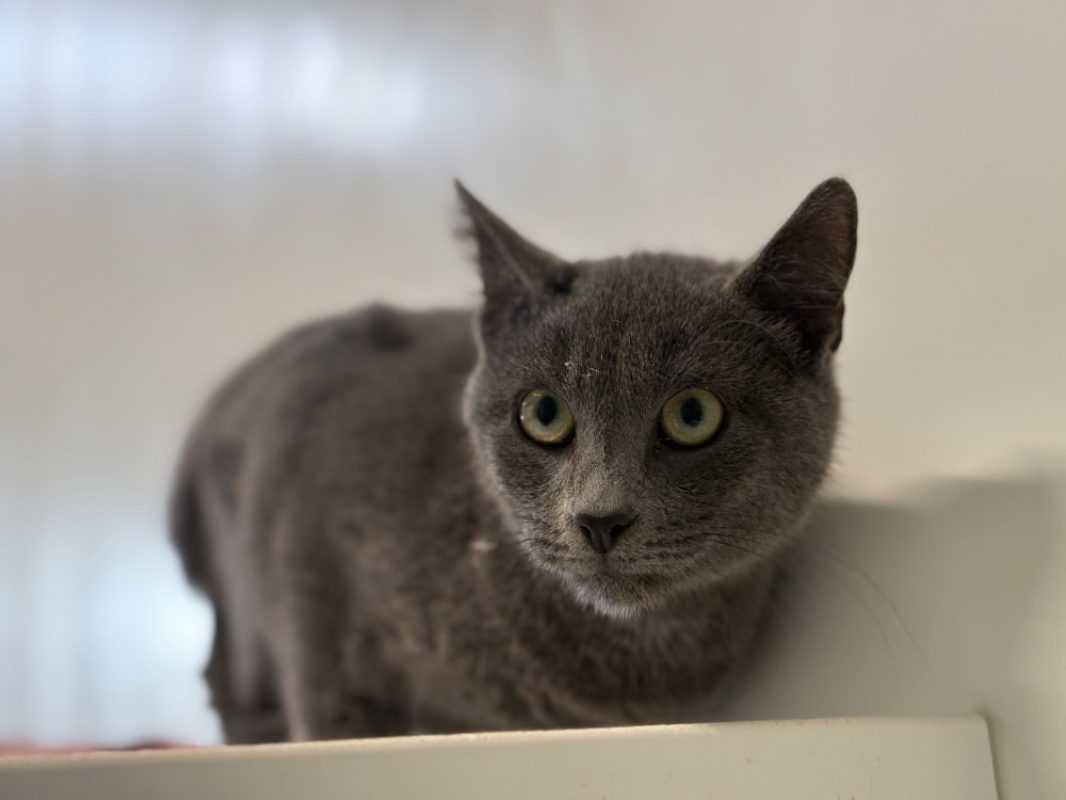 Sikaflex - Chat Européen à adopter