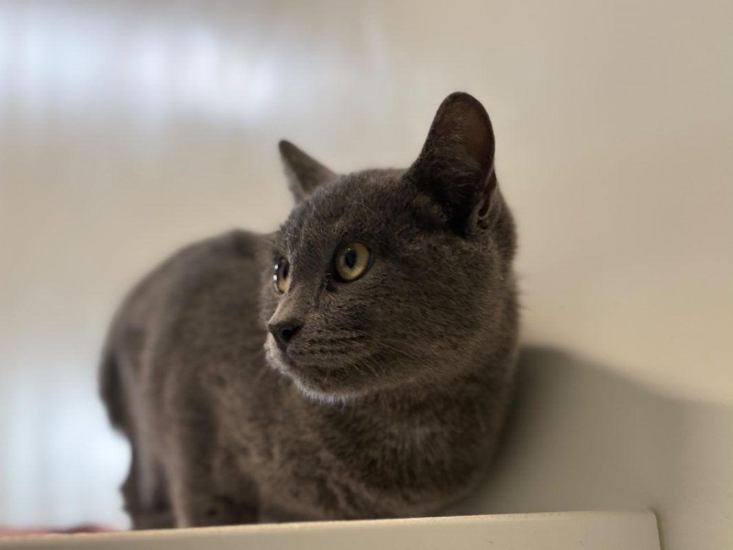 Sikaflex - Chat Européen à adopter - photo 2