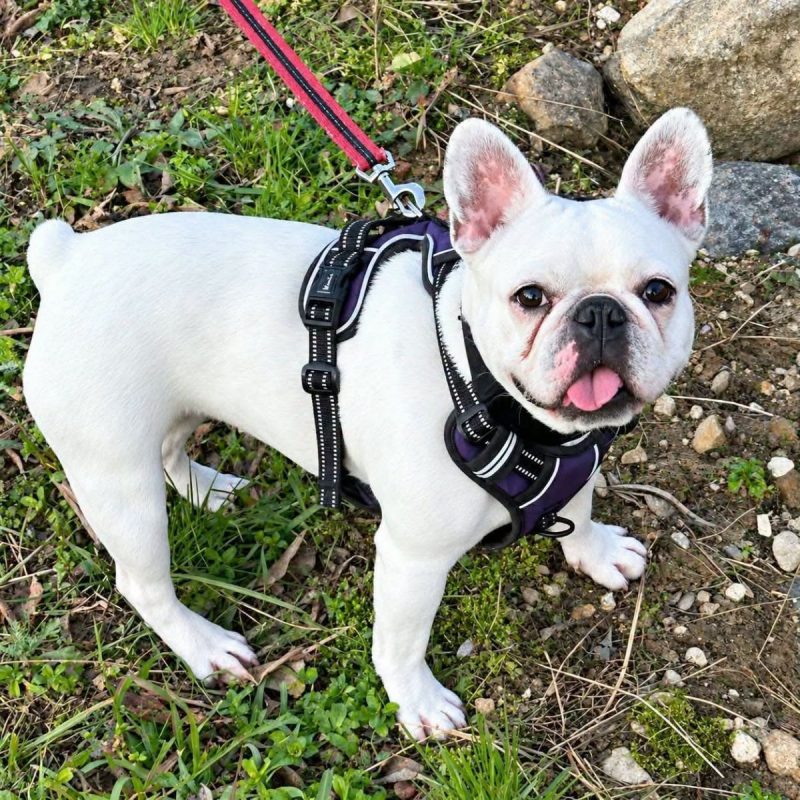 Perle - Chien Bouledogue Français à adopter - photo 2