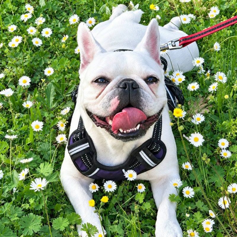 Perle - Chien Bouledogue Français à adopter