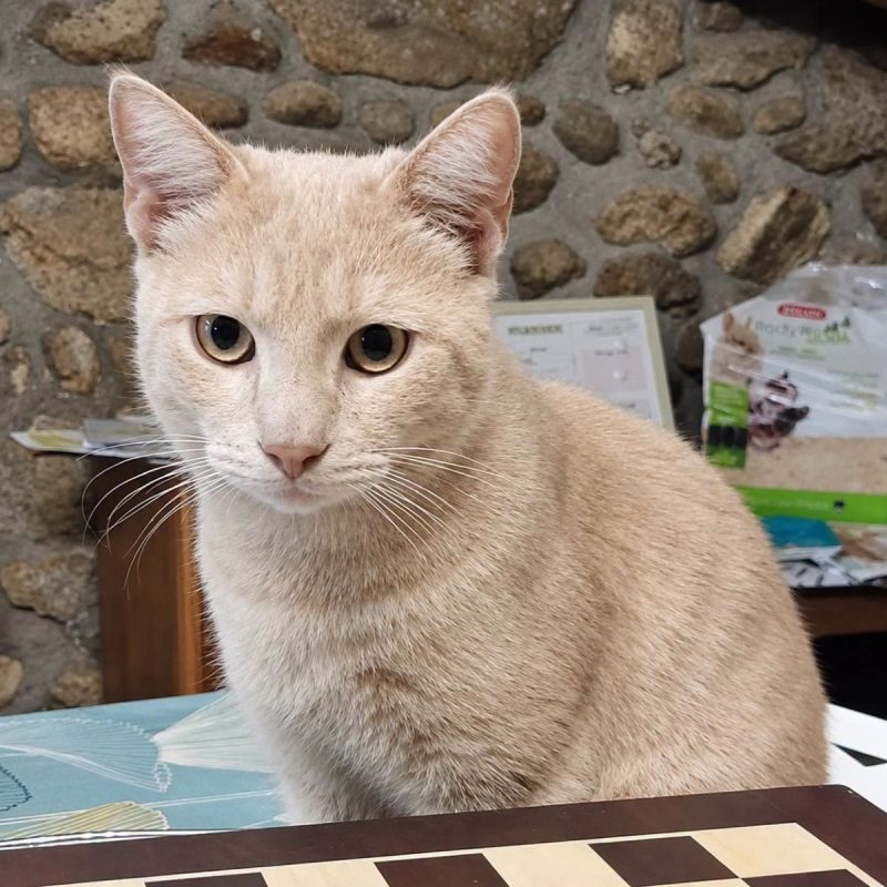 Yokaï - Chat Européen à adopter - photo 3