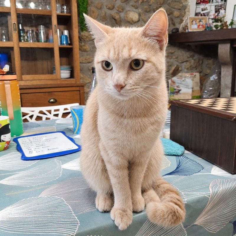Yokaï - Chat Européen à adopter