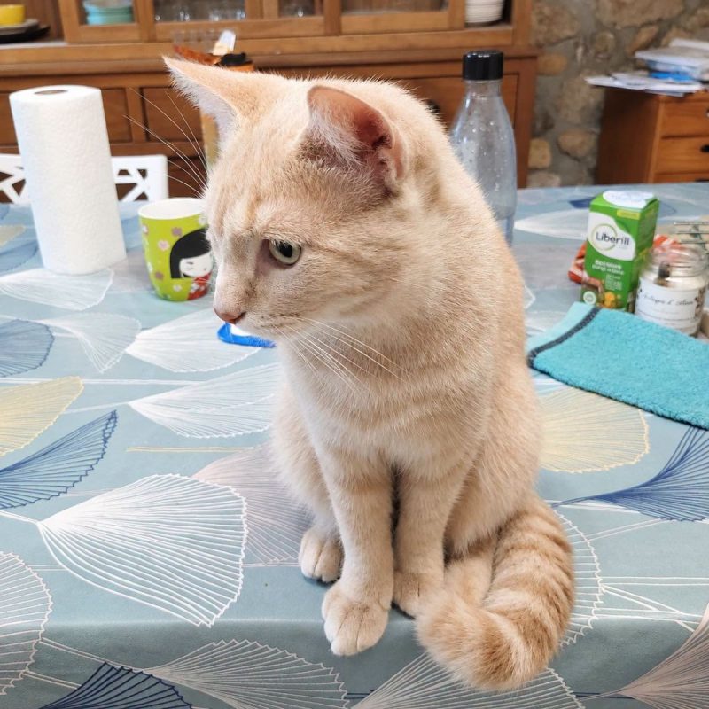 Yokaï - Chat Européen à adopter - photo 2