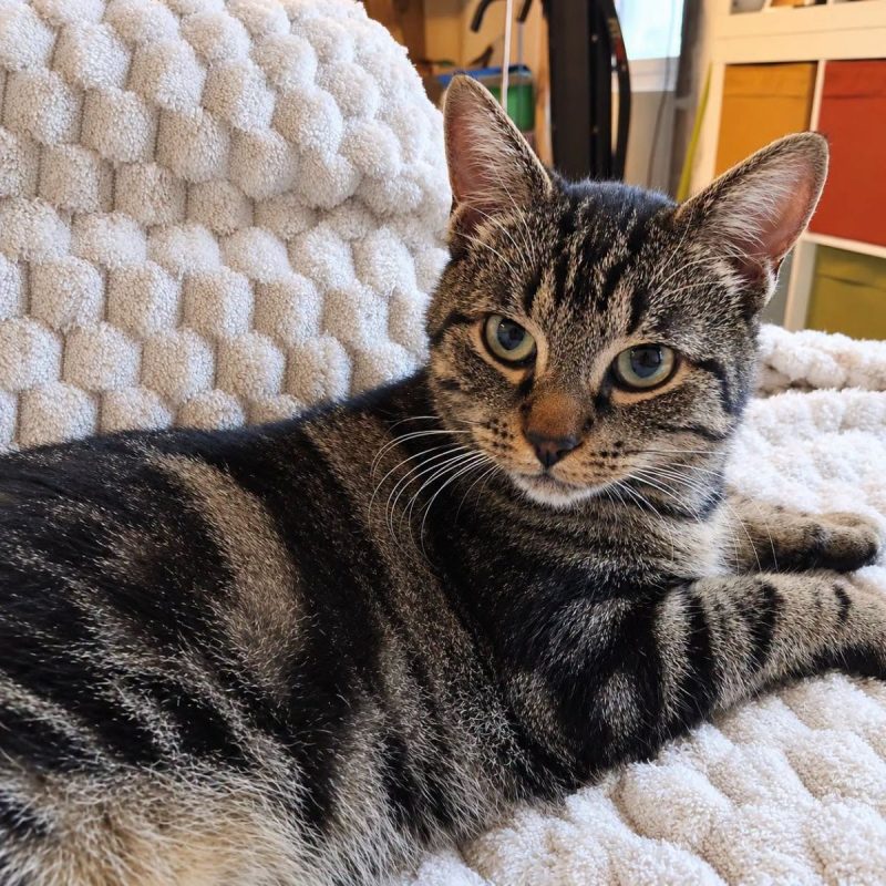 Romi - Chat Européen à adopter