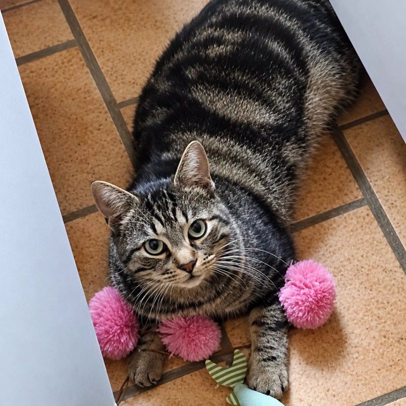 Romi - Chat Européen à adopter - photo 2