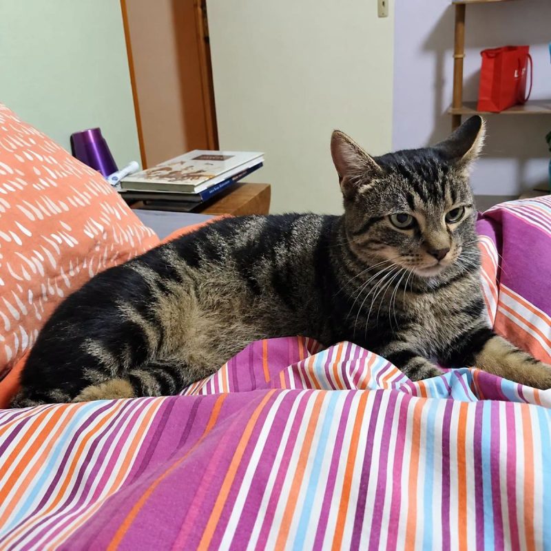 Romi - Chat Européen à adopter - photo 3