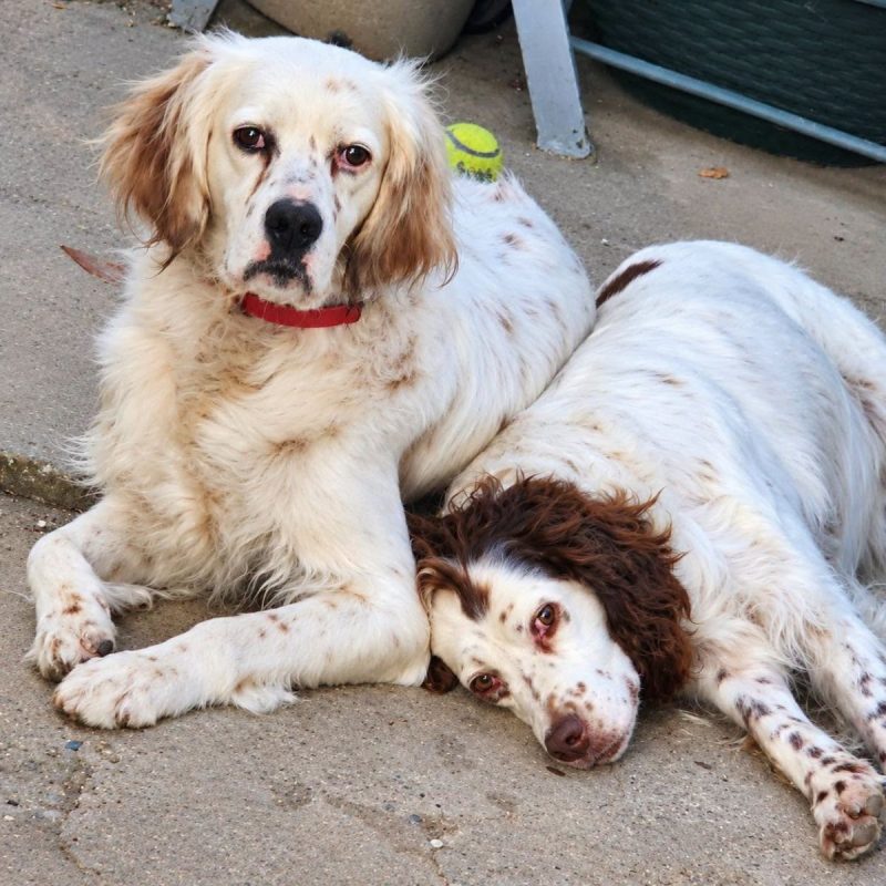 Eclair et Mirka - Chien à adopter - photo 2