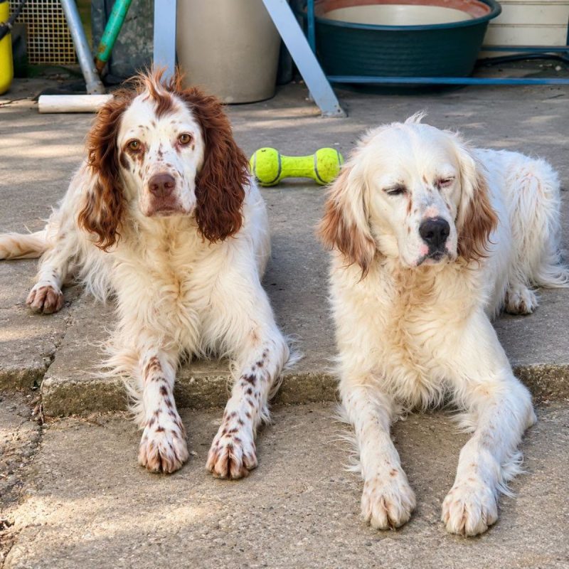 Eclair et Mirka - Chien à adopter