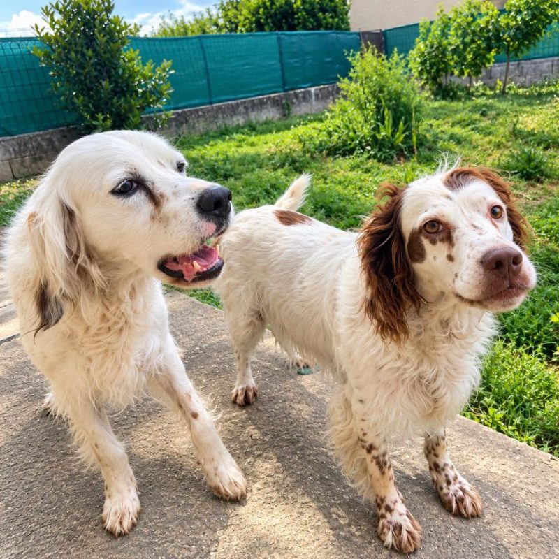 Eclair et Mirka - Chien à adopter - photo 3