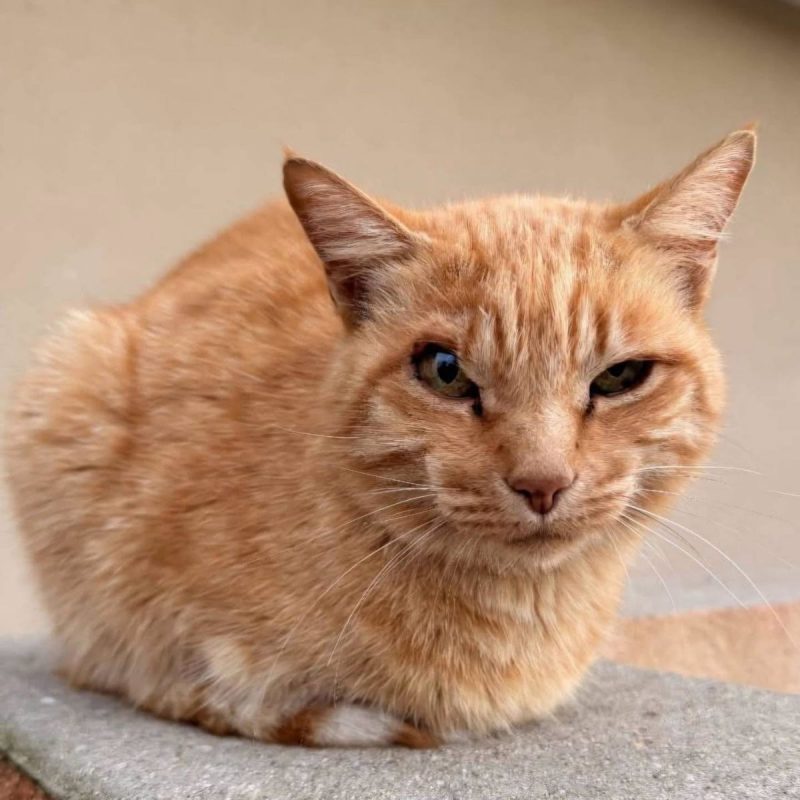 Mirtille - Chat Européen à adopter - photo 3