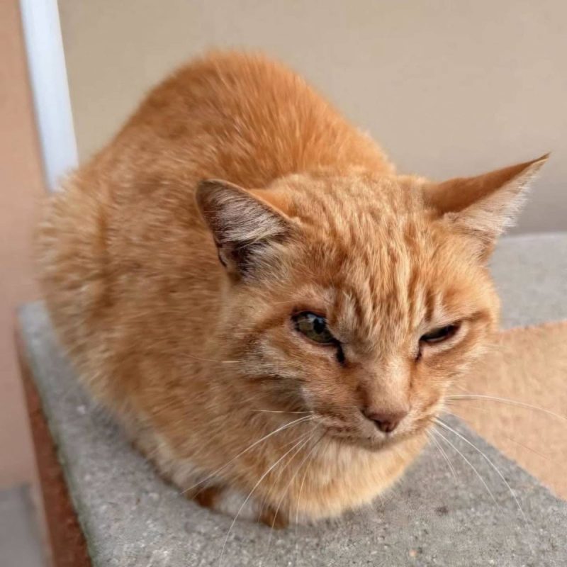 Mirtille - Chat Européen à adopter - photo 2