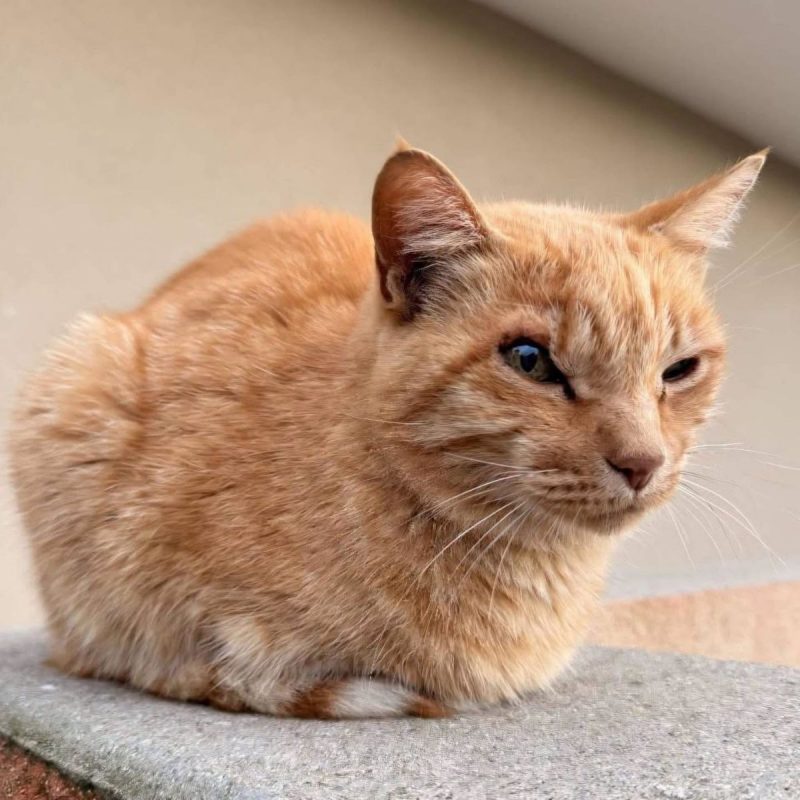Mirtille - Chat Européen à adopter