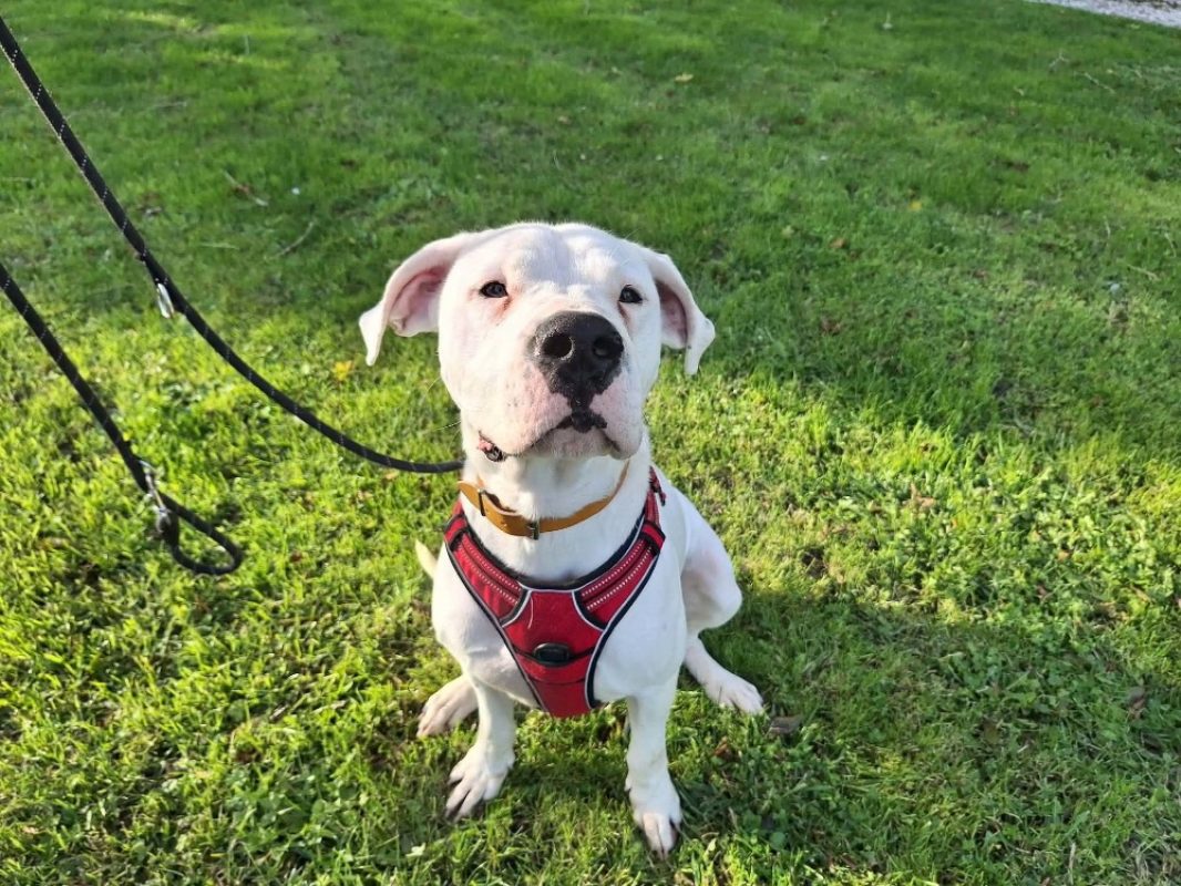 Ades - Chien Dogue Argentin à adopter