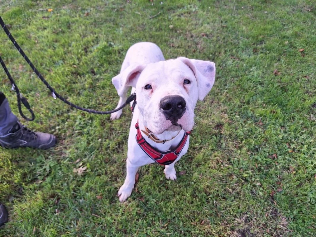 Ades - Chien Dogue Argentin à adopter - photo 2