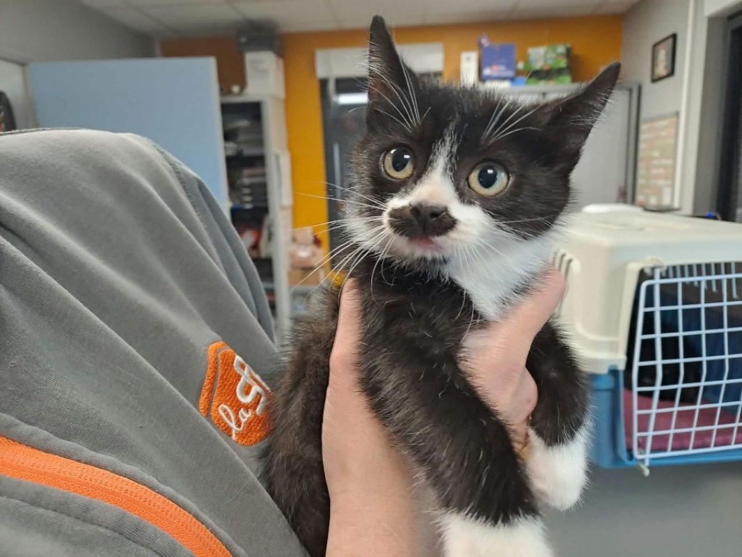 Daryl - Chat Européen à adopter