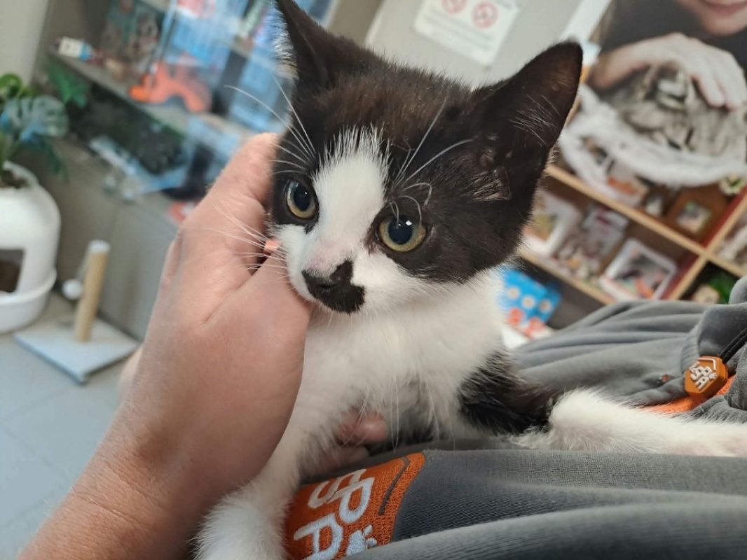 Negan - Chat Européen à adopter