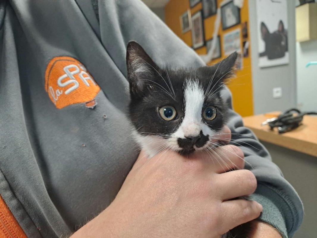 Judith - Chat Européen à adopter