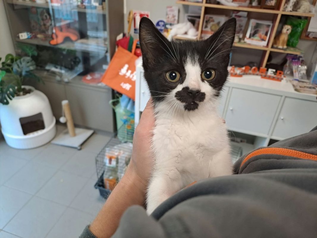 Maggie - Chat Européen à adopter