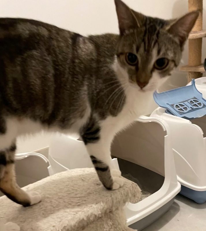 ABY - Chat Européen à adopter