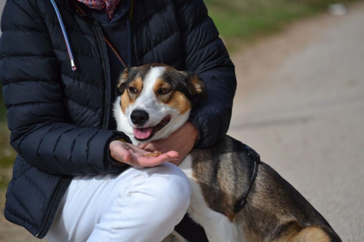 MIA - Chien à adopter - photo 5