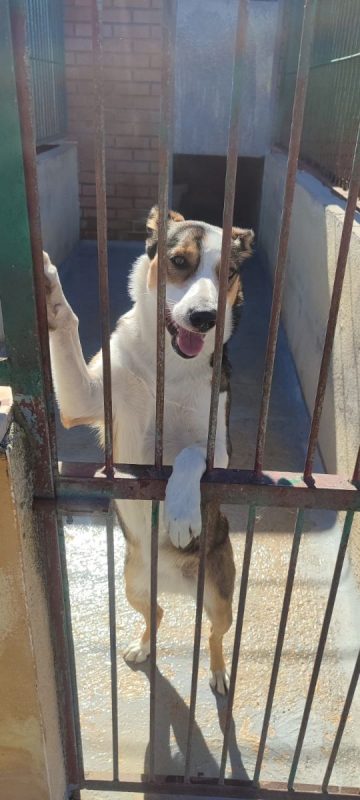 MIA - Chien à adopter - photo 7