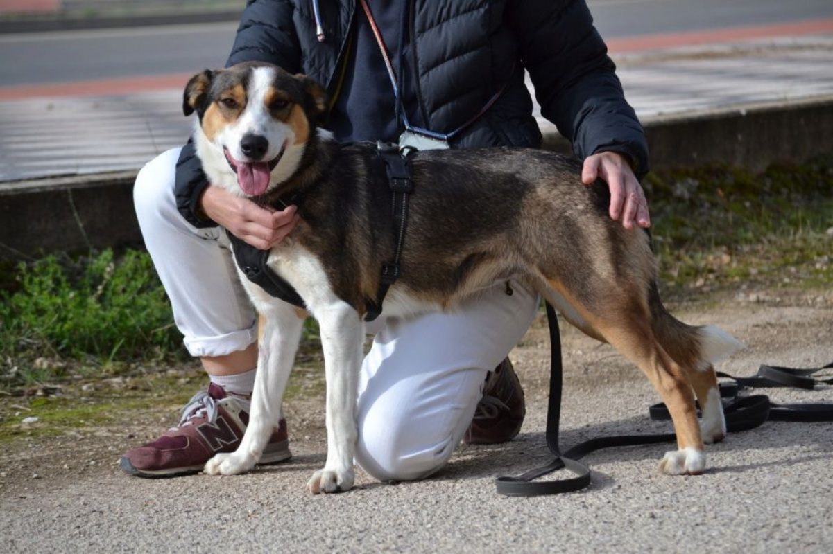 MIA - Chien à adopter - photo 4