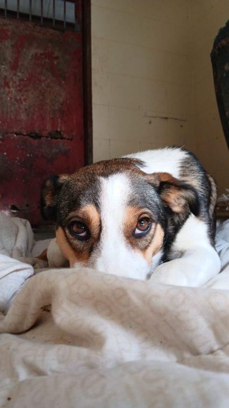 MIA - Chien à adopter - photo 6