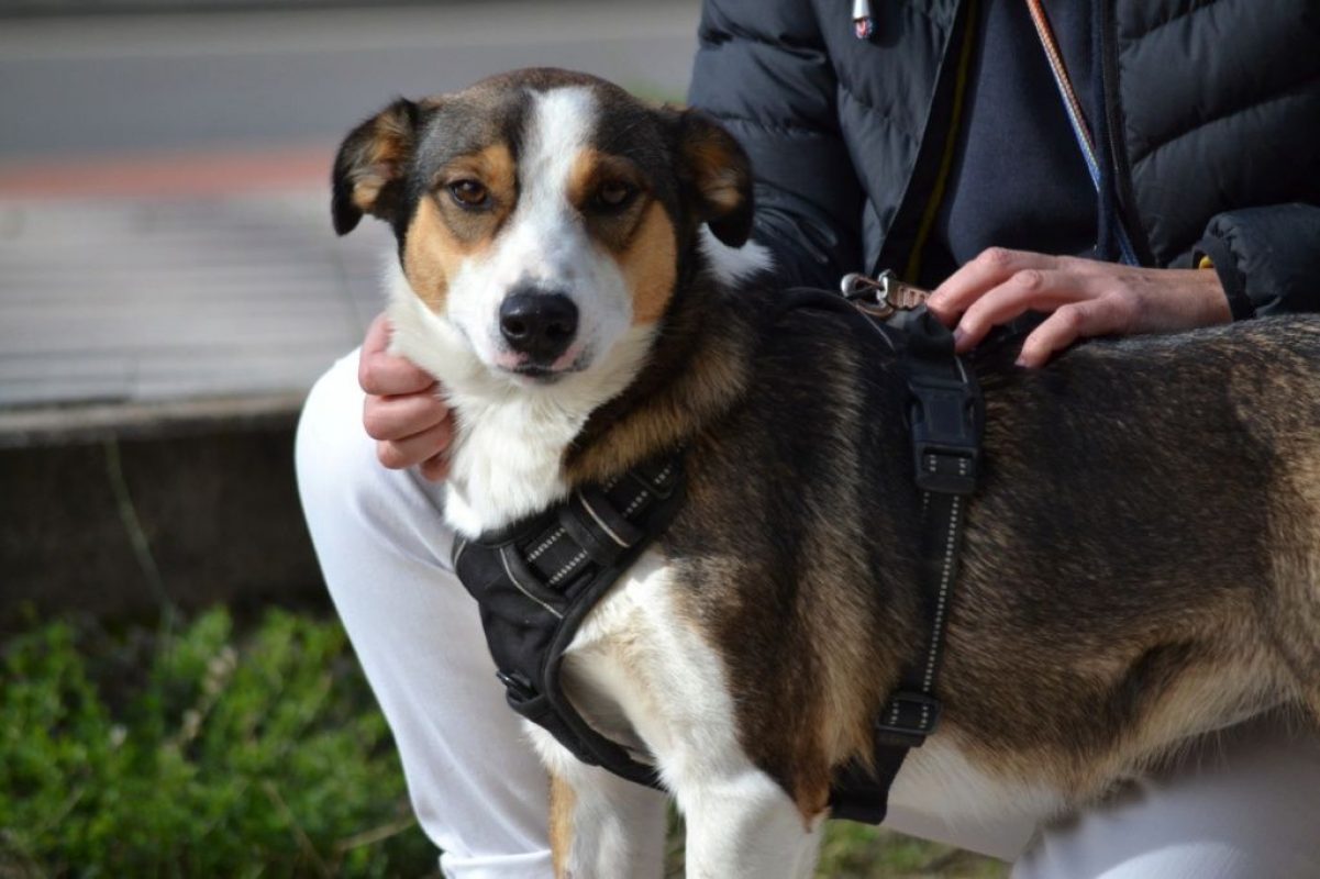 MIA - Chien à adopter