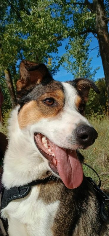MIA - Chien à adopter - photo 2