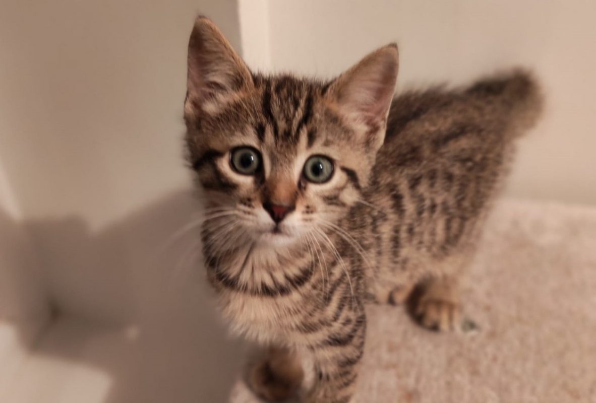 Billy - Chat Européen à adopter