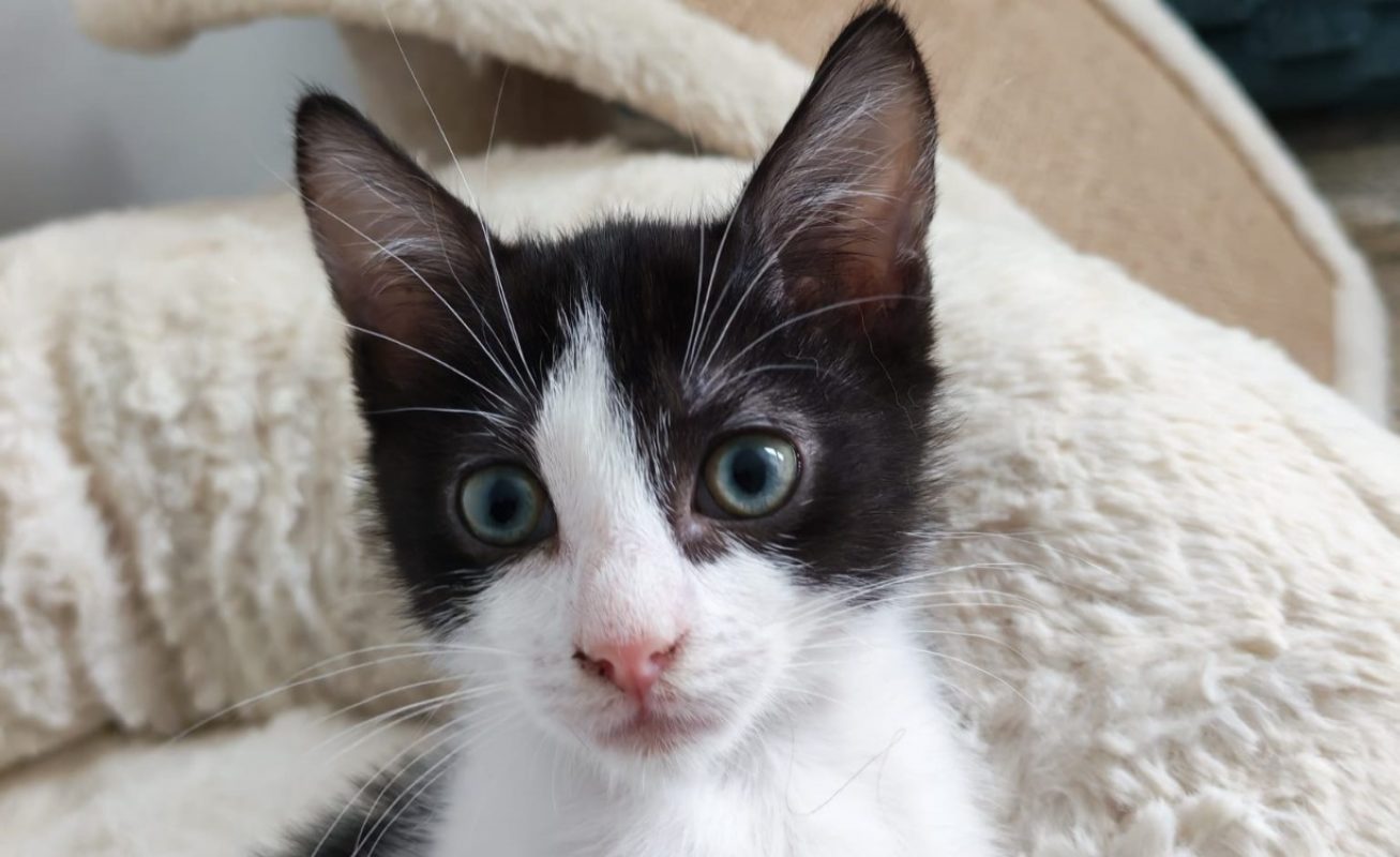 Bernard - Chat Européen à adopter