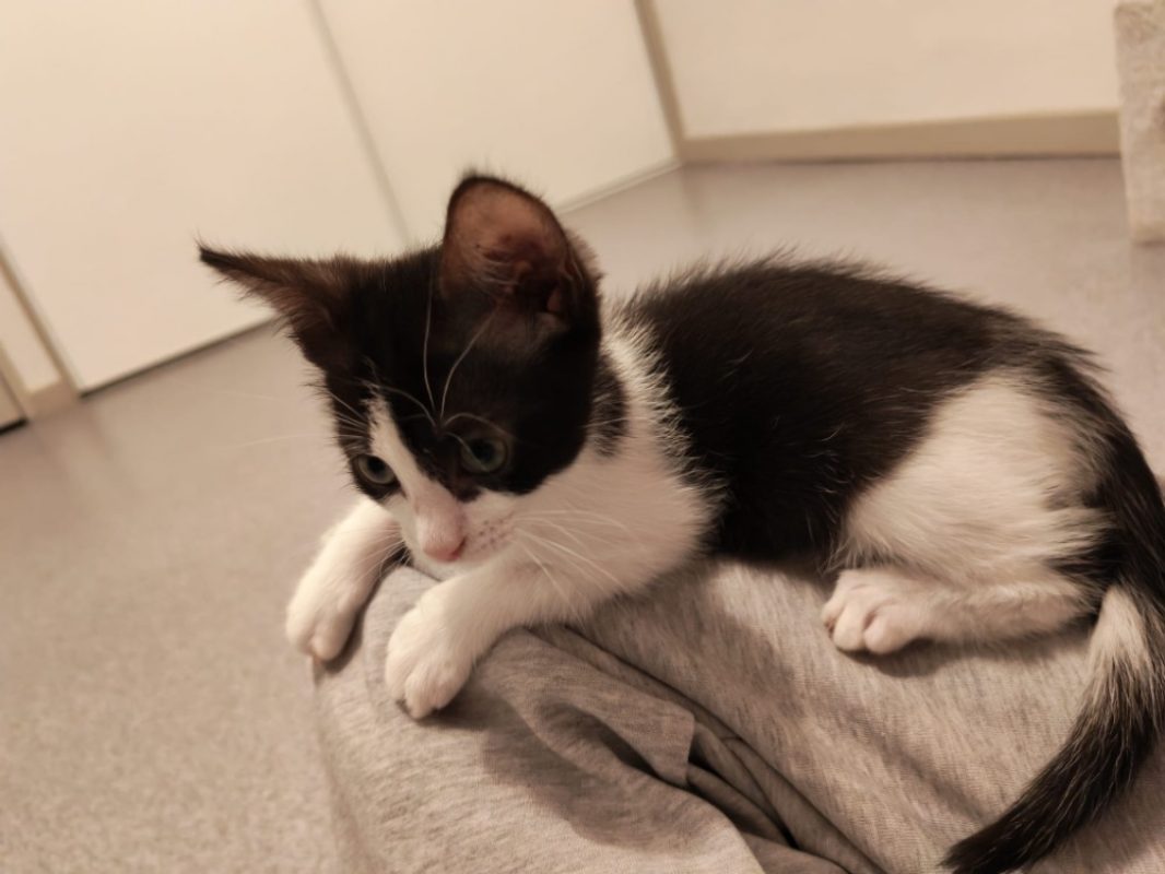 Bernard - Chat Européen à adopter - photo 2