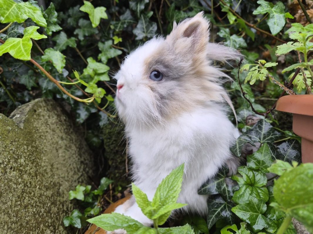 Pitch - Rongeur Lapin à adopter