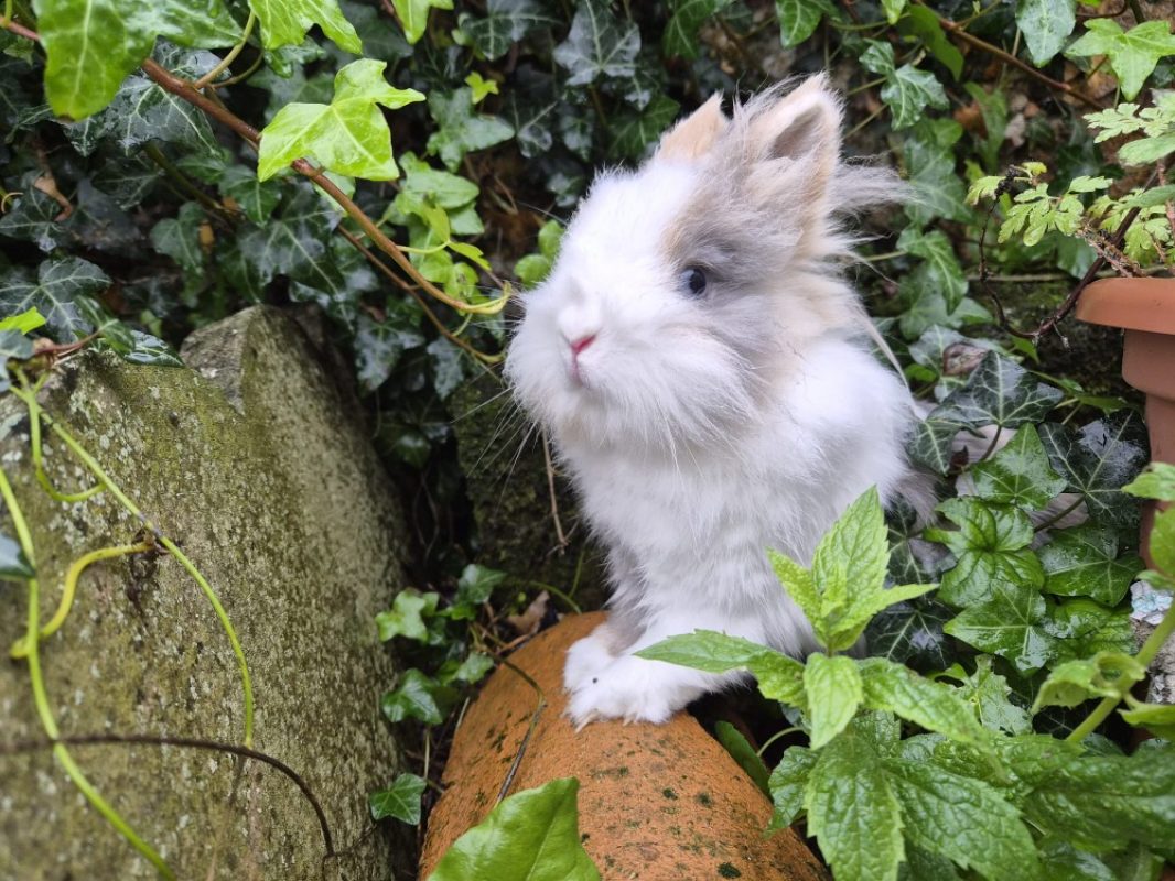 Pitch - Rongeur Lapin à adopter - photo 2