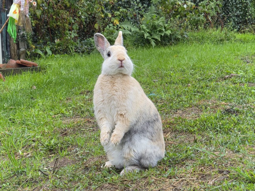 Parfaite - Rongeur Lapin à adopter