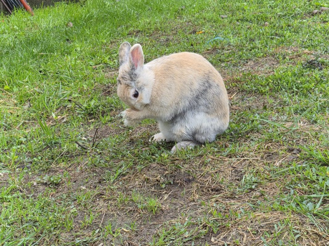 Parfaite - Rongeur Lapin à adopter - photo 2
