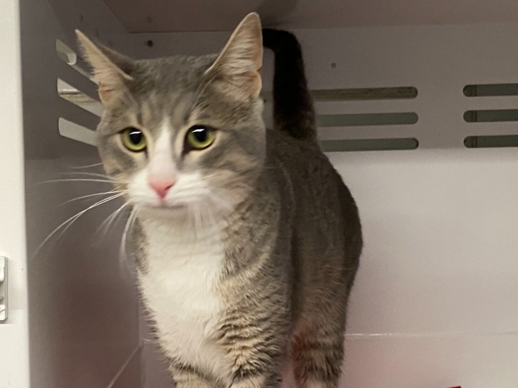 Marly - Chat Européen à adopter