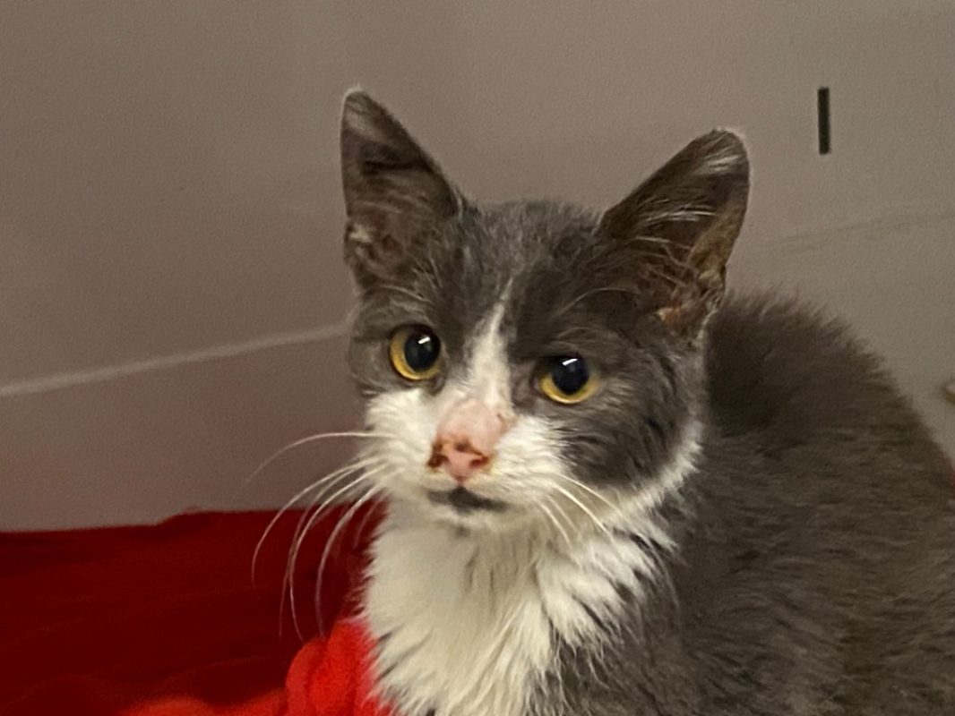 Milton - Chat Européen à adopter