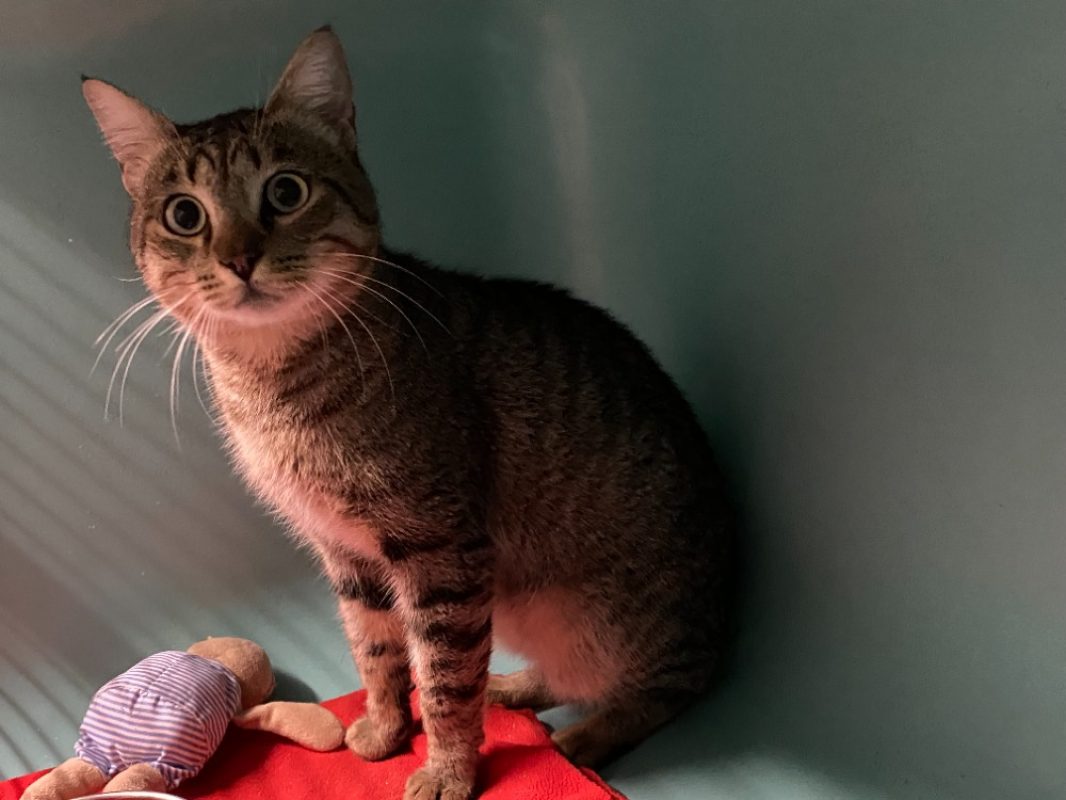 Ulysse - Chat Européen à adopter