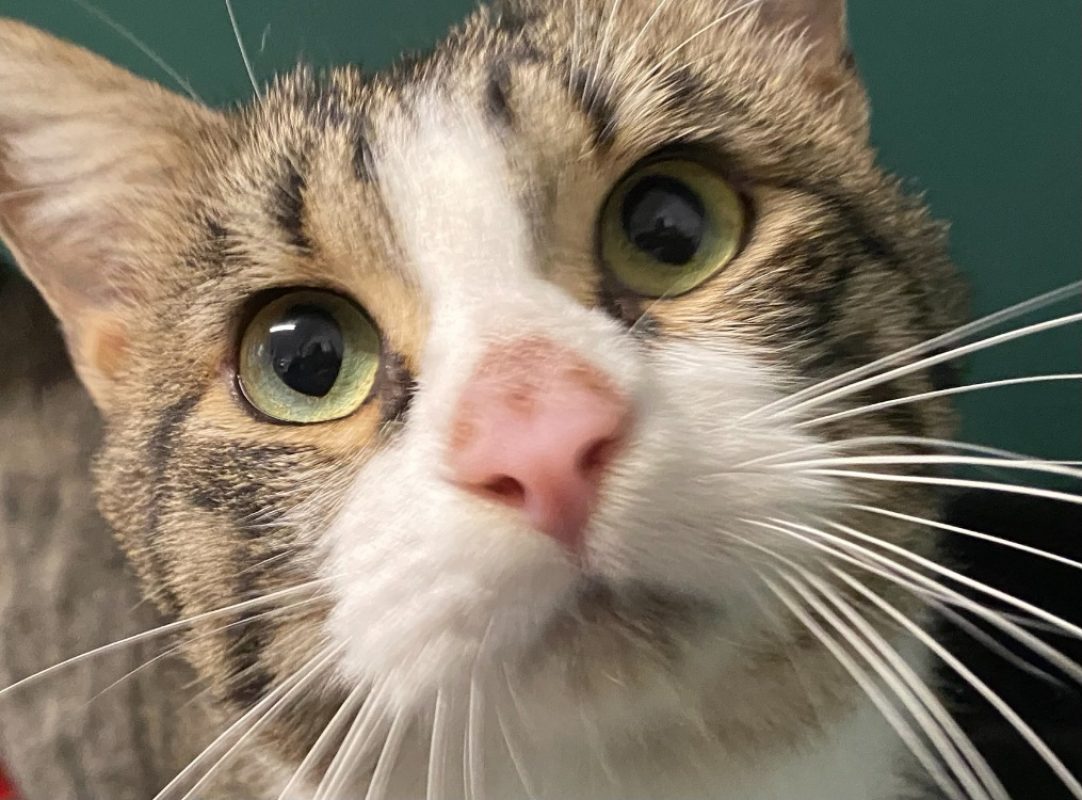 Gaspard - Chat Européen à adopter