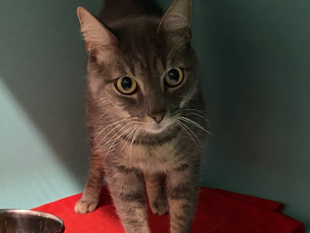 Max - Chat Européen à adopter
