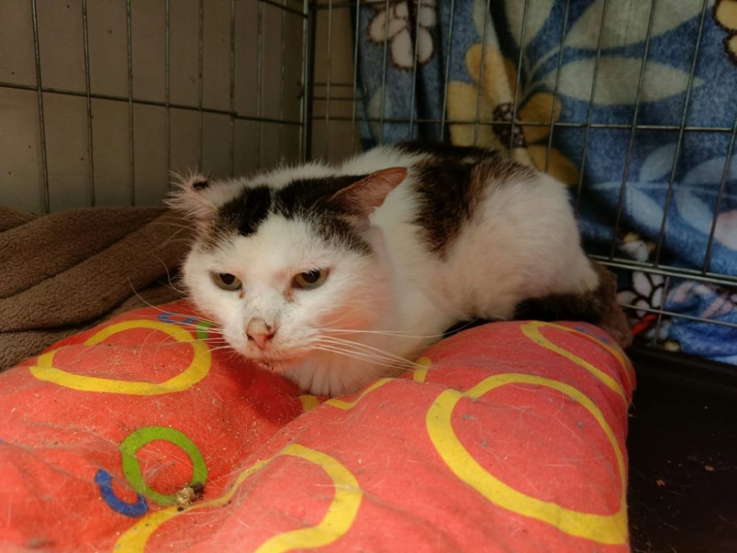 Hibou - Chat Européen à adopter