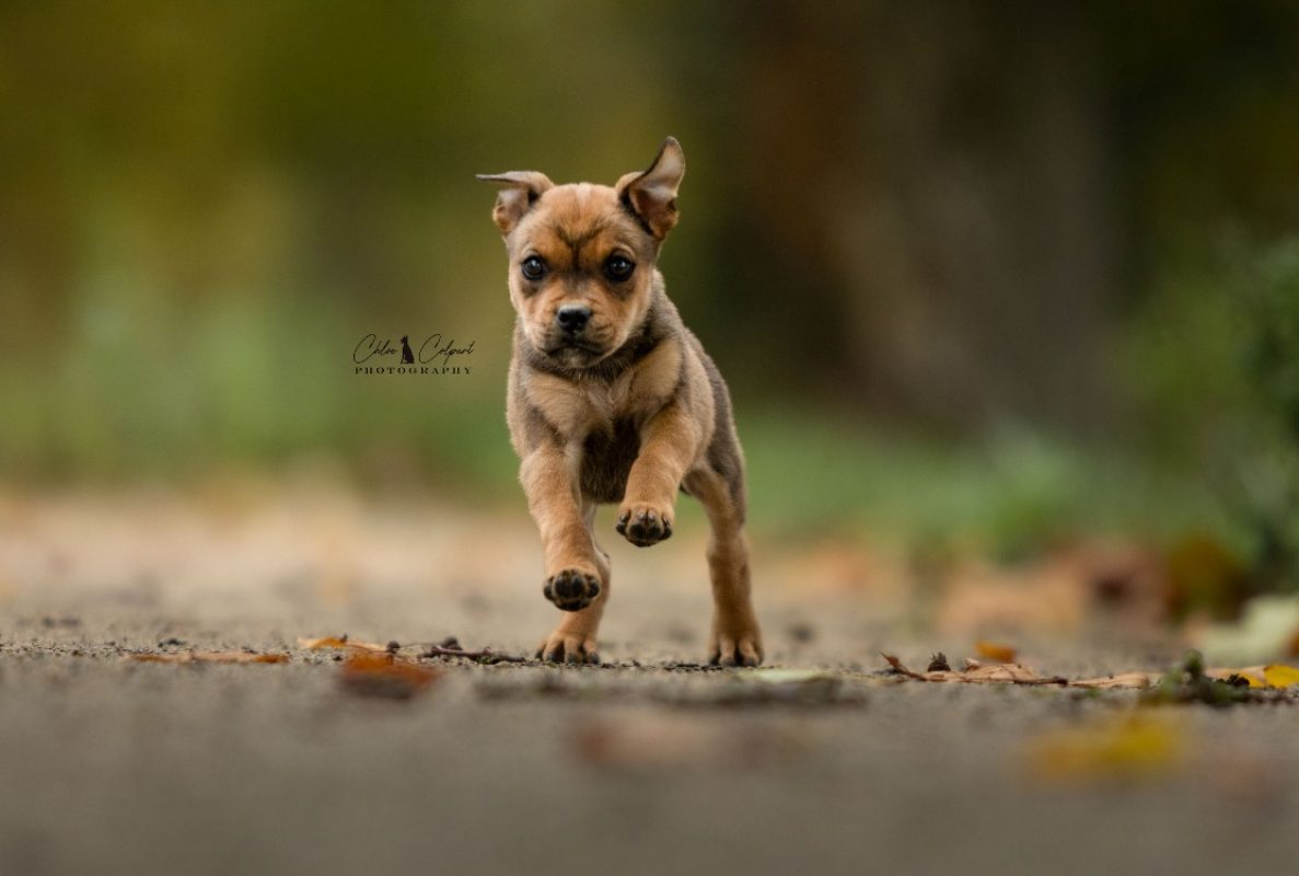 Ambre - Chien à adopter