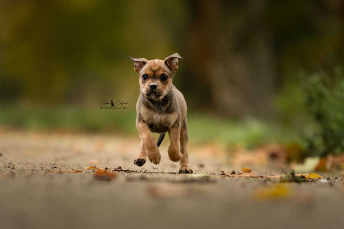 Ambre - Chien à adopter - photo 2
